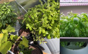 basil
