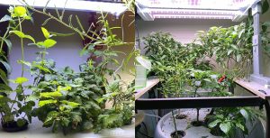 hydroponic