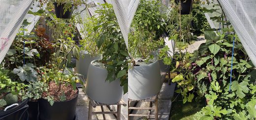 green_house